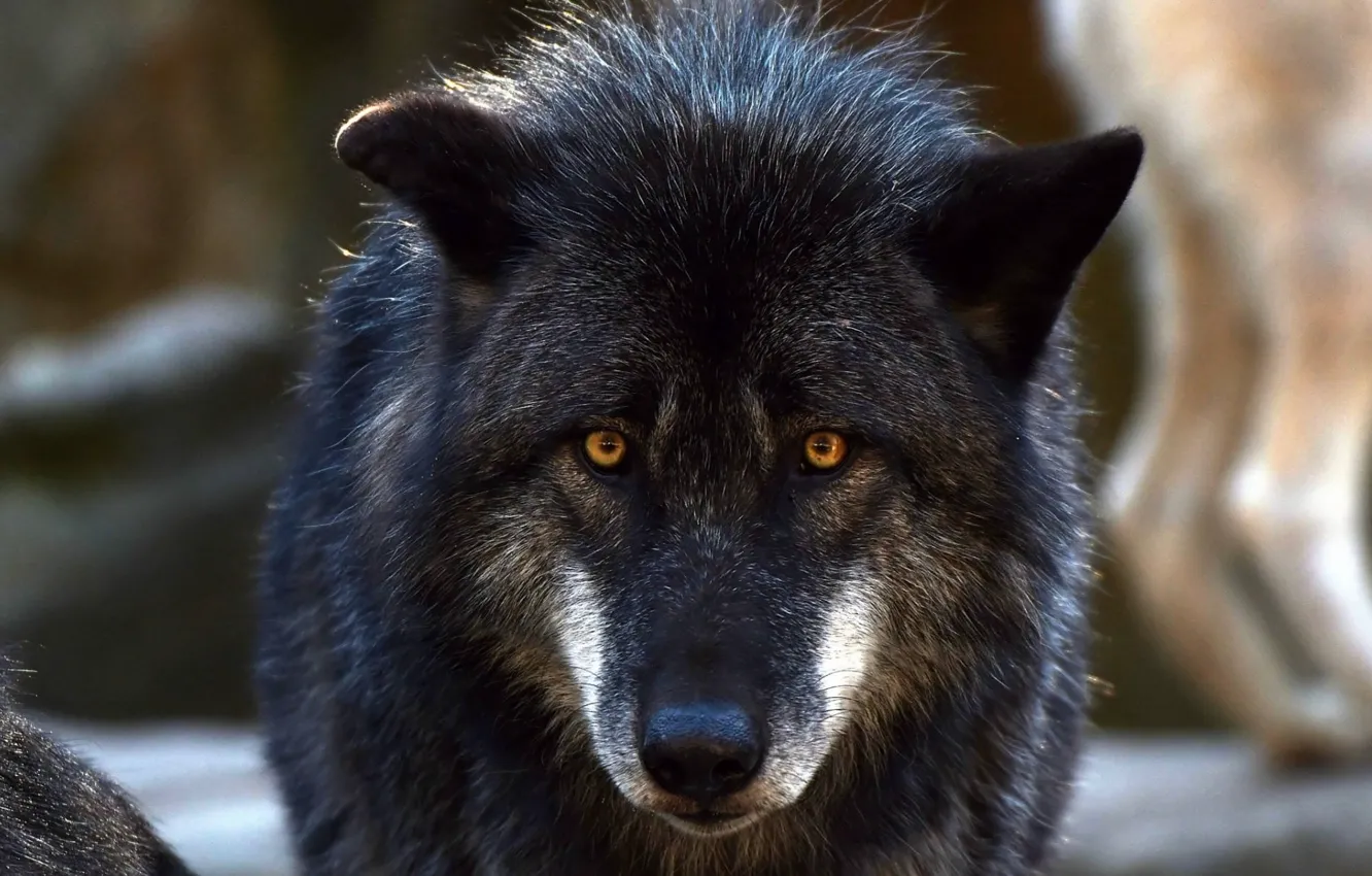 Фото обои nature, predator, animal, wolf, wildlife, portrait, portrait., Canis lupus. face