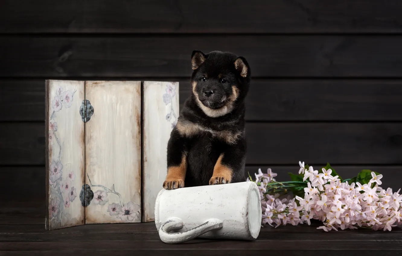 Фото обои цветы, собака, щенок, Сиба-ину, Ольга Смирнова