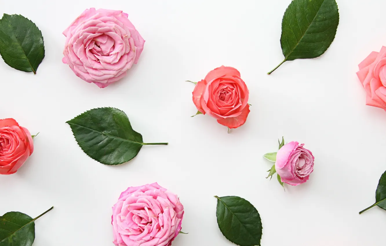 Фото обои розы, лепестки, wallpaper, бутоны, design, pink, flowers, декор