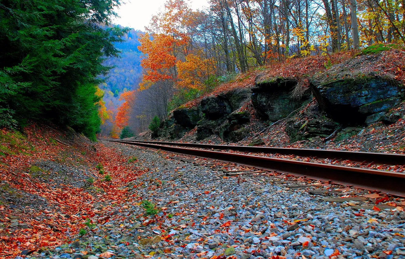 Фото обои Дорога, Осень, Лес, железная