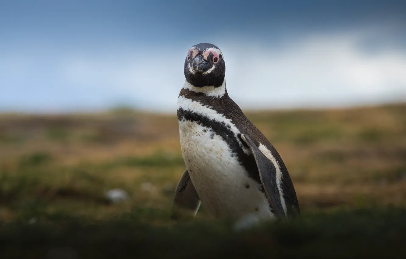 Фото обои небо, взгляд, пингвины, окрас, Antarctic Penguins