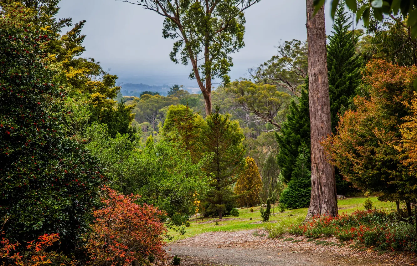 Фото обои деревья, парк, Австралия, тропинка, кусты, Mount Lofty Botanic Garden