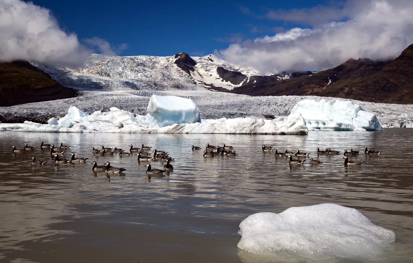 Фото обои природа, озеро, утки, лёд