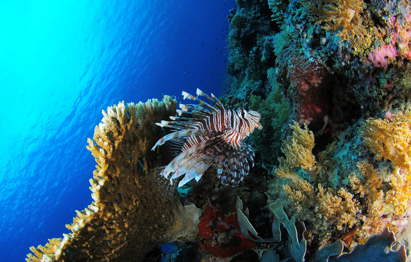Фото обои море, рыбы, кораллы, underwater, sea, подводный, fish, Lionfish