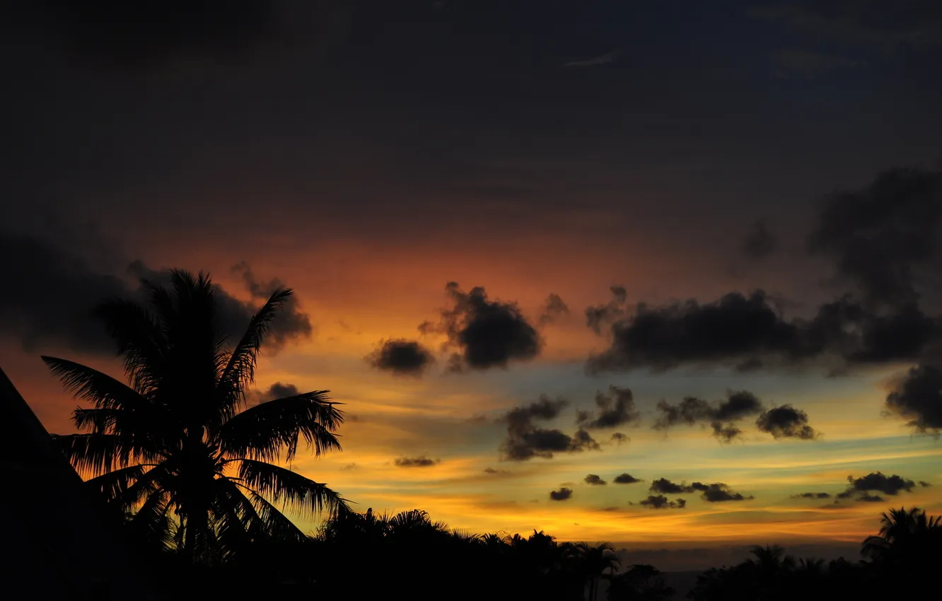 Фото обои закат, природа, пальмы, солнца, пейзаж. вечер