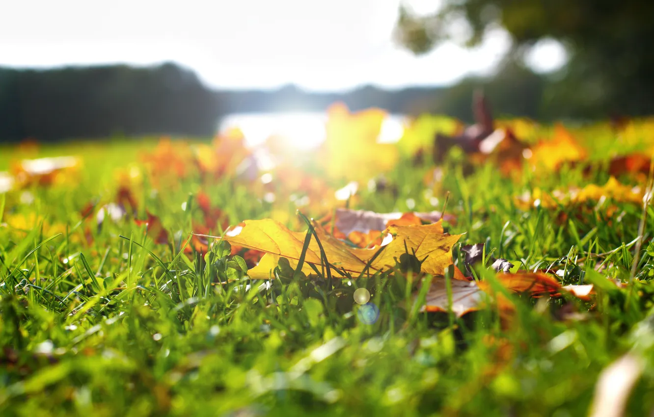 Фото обои зелень, осень, трава, листья, солнце, размытость