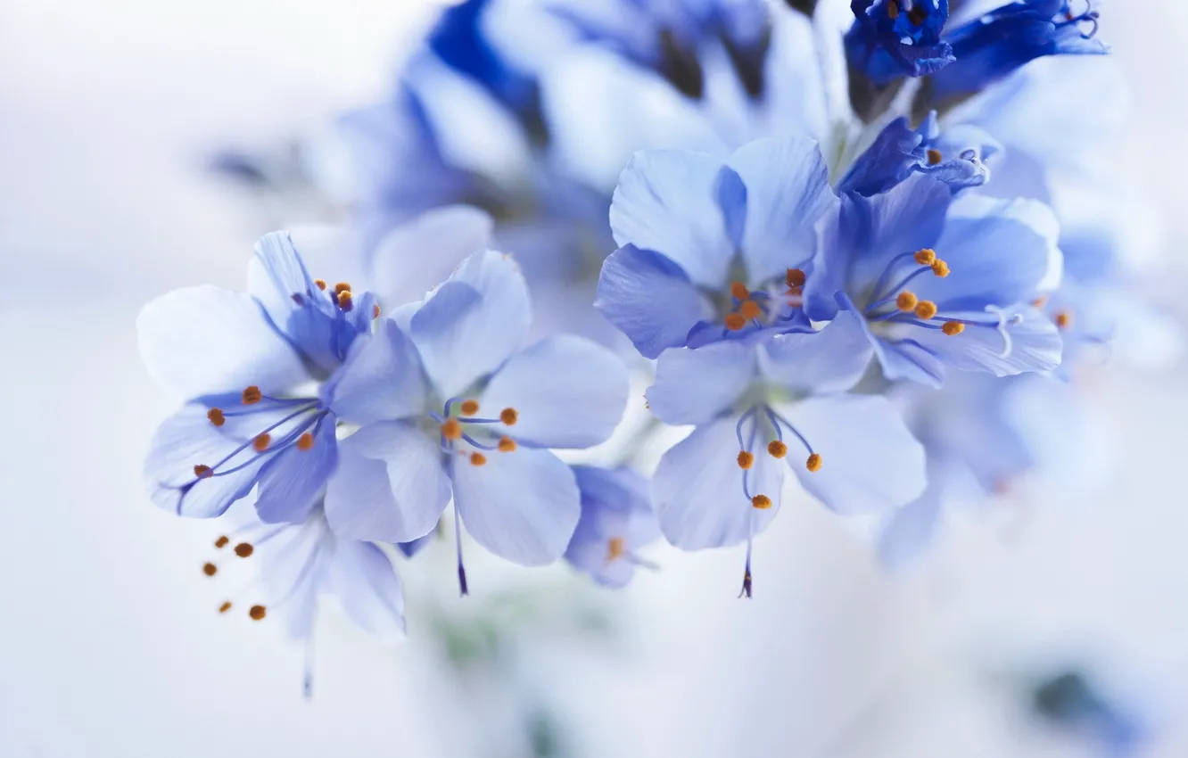 Фото обои цветы, голубые, соцветие
