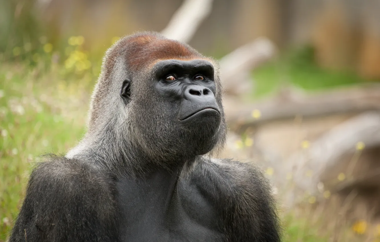 Фото обои взгляд, морда, обезьяна, горилла, примат