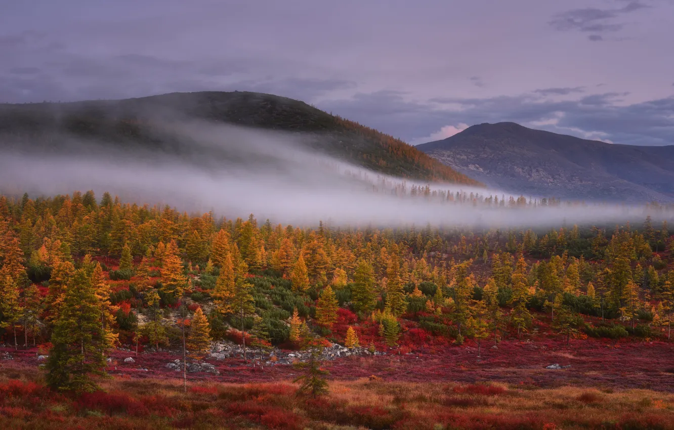 Фото обои осень, лес, небо, горы, туман, холмы, склоны, дымка