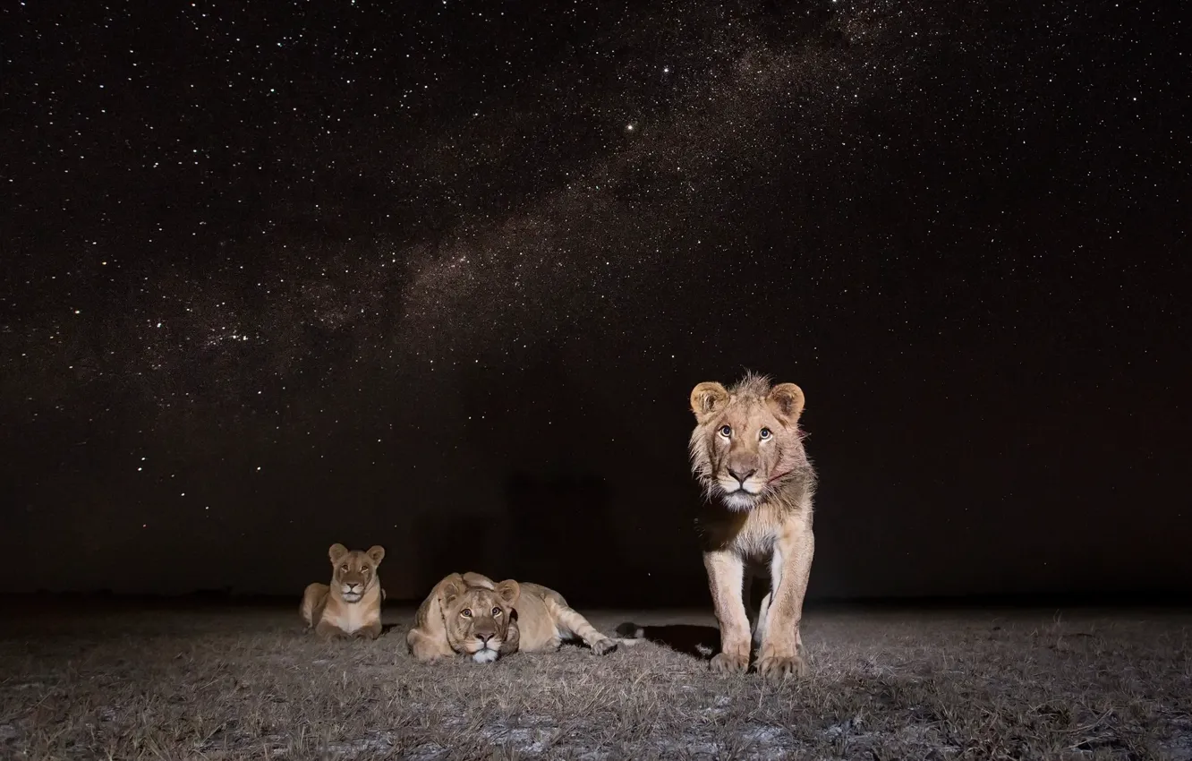 Фото обои Zambia, African Wildlife, Lions at Night
