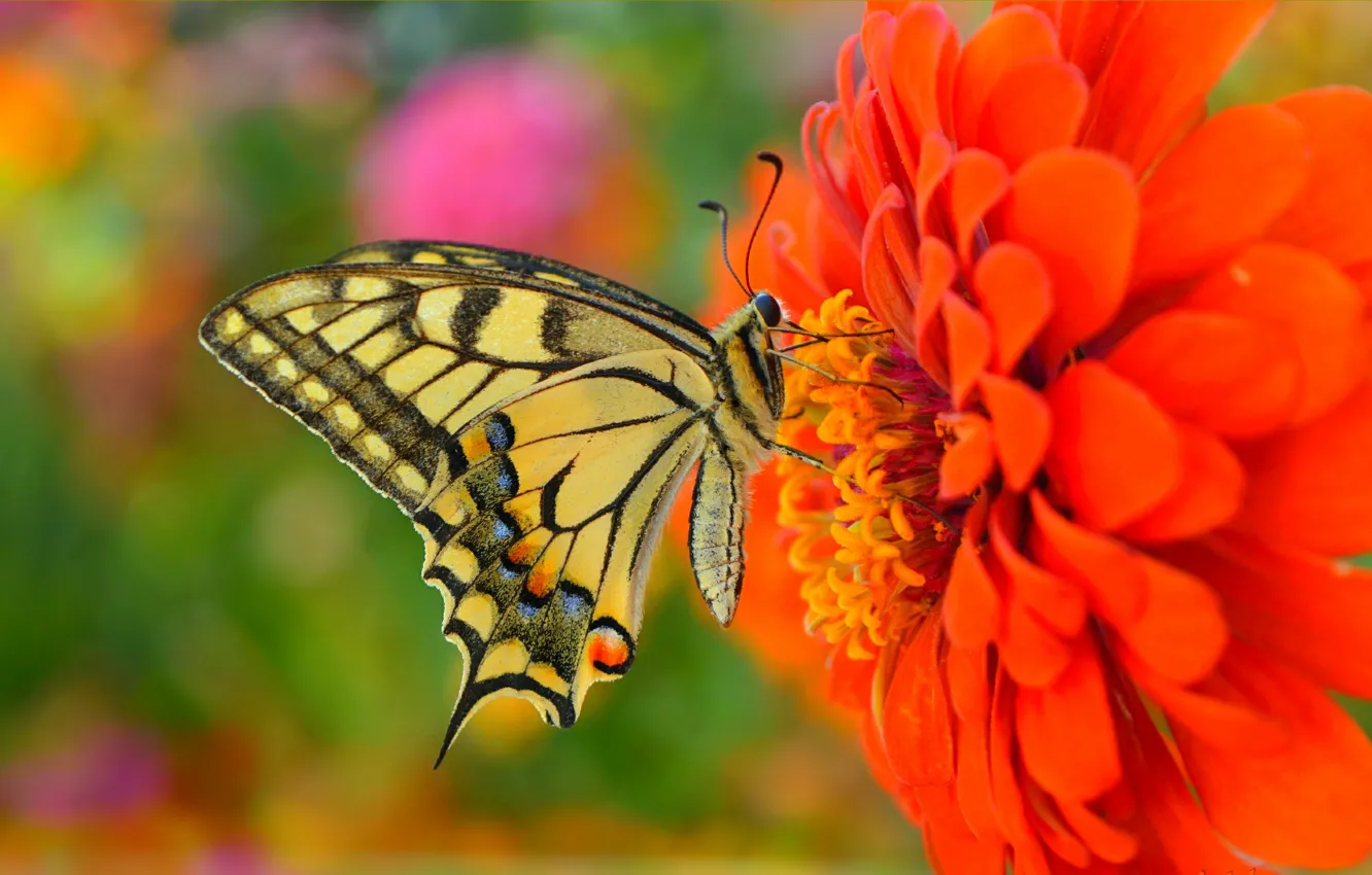 Фото обои Макро, Бабочка, Цветок, Flower, Macro, Butterfly