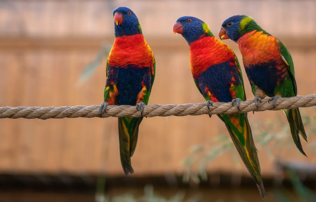 Фото обои птицы, фон, яркие, веревка, попугай, канат, три, попугаи
