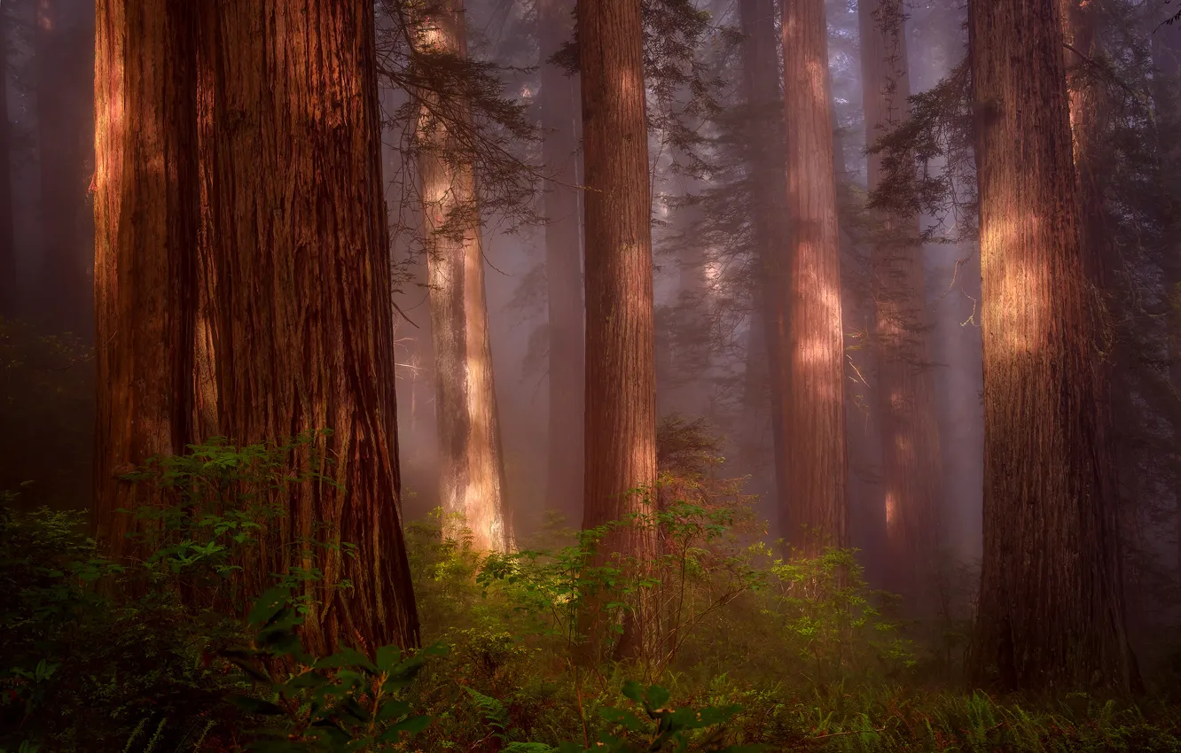 Фото обои лес, природа, дымка, США, секвойи, Северная Калифорния, Redwood Grove