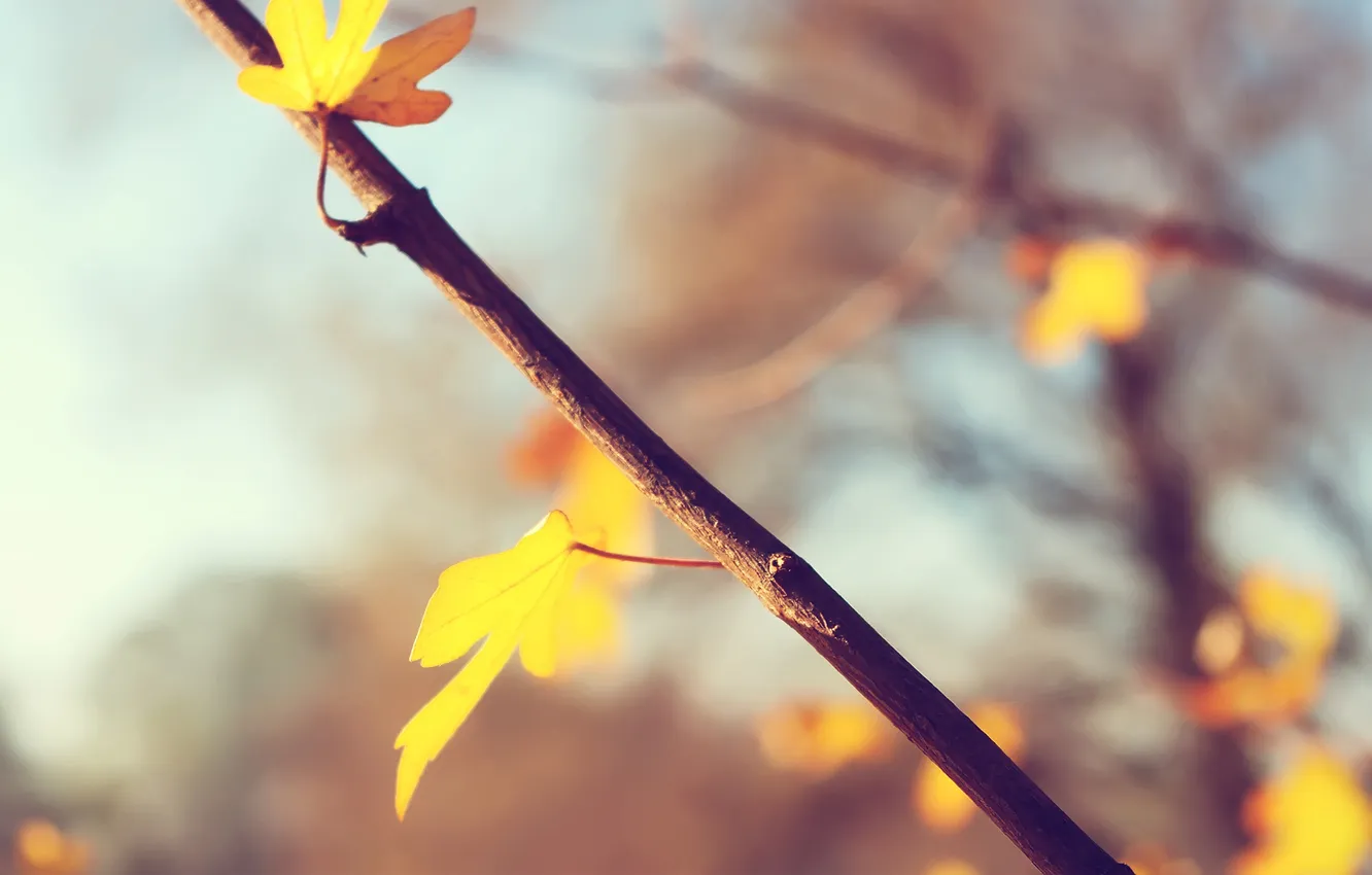 Фото обои осень, листья, свет, ветки, autumn, leaves, macro, branch