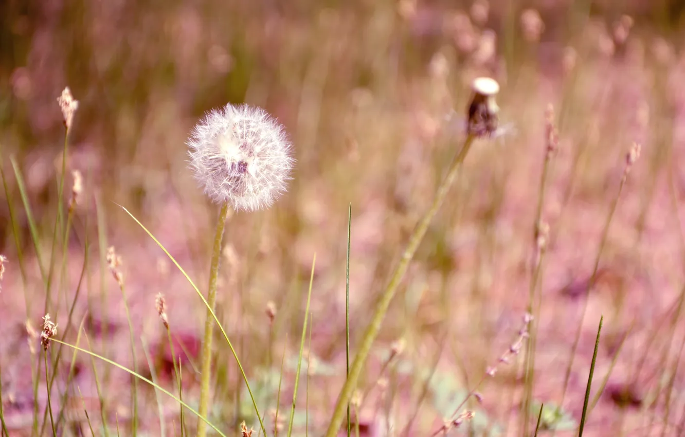 Фото обои поле, цветок, трава, одуванчик