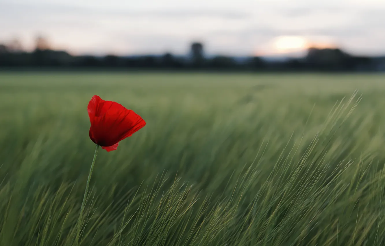 Фото обои поле, цветок, трава, красный, природа