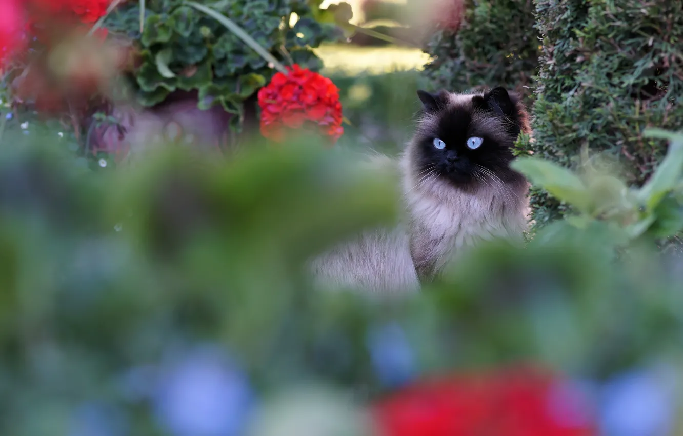 Фото обои кошка, лето, глаза, кот, цветы, растения, сад, голубые