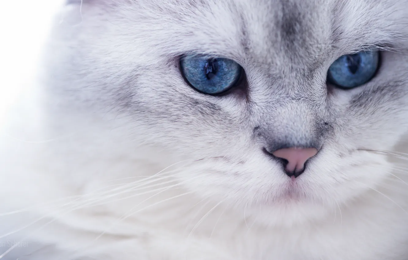 Фото обои белый, глаза, взгляд, Кот, голубые, мордочка, пушистик