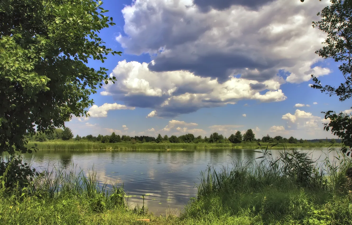 Фото обои зелень, небо, природа