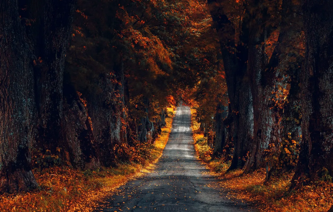 Фото обои дорога, осень, деревья, большие