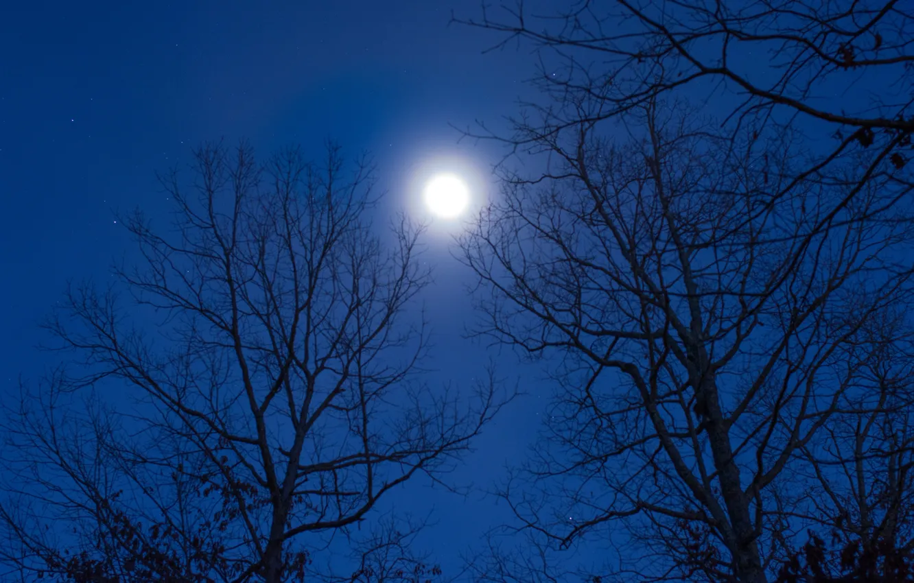Фото обои небо, звезды, деревья, ночь, природа, луна, полнолуние
