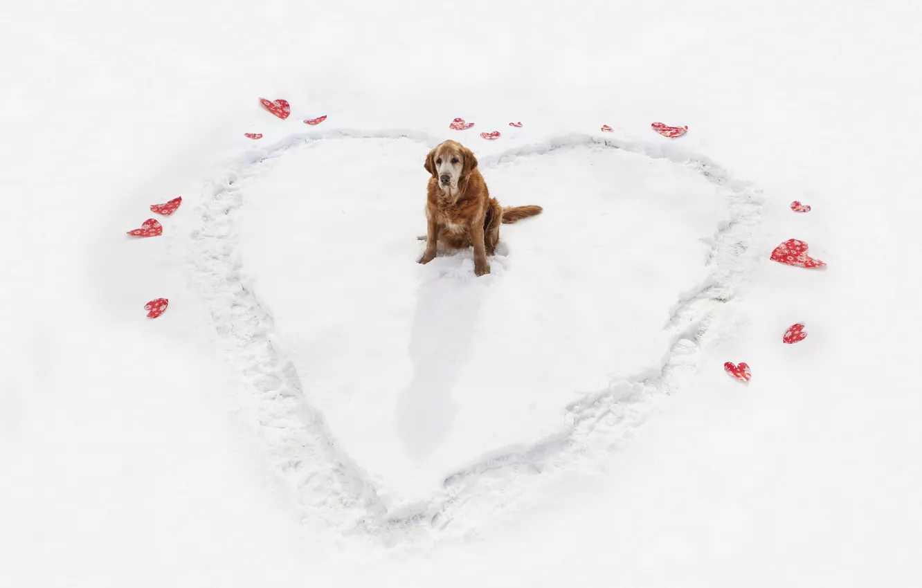 Фото обои зима, сердце, собака