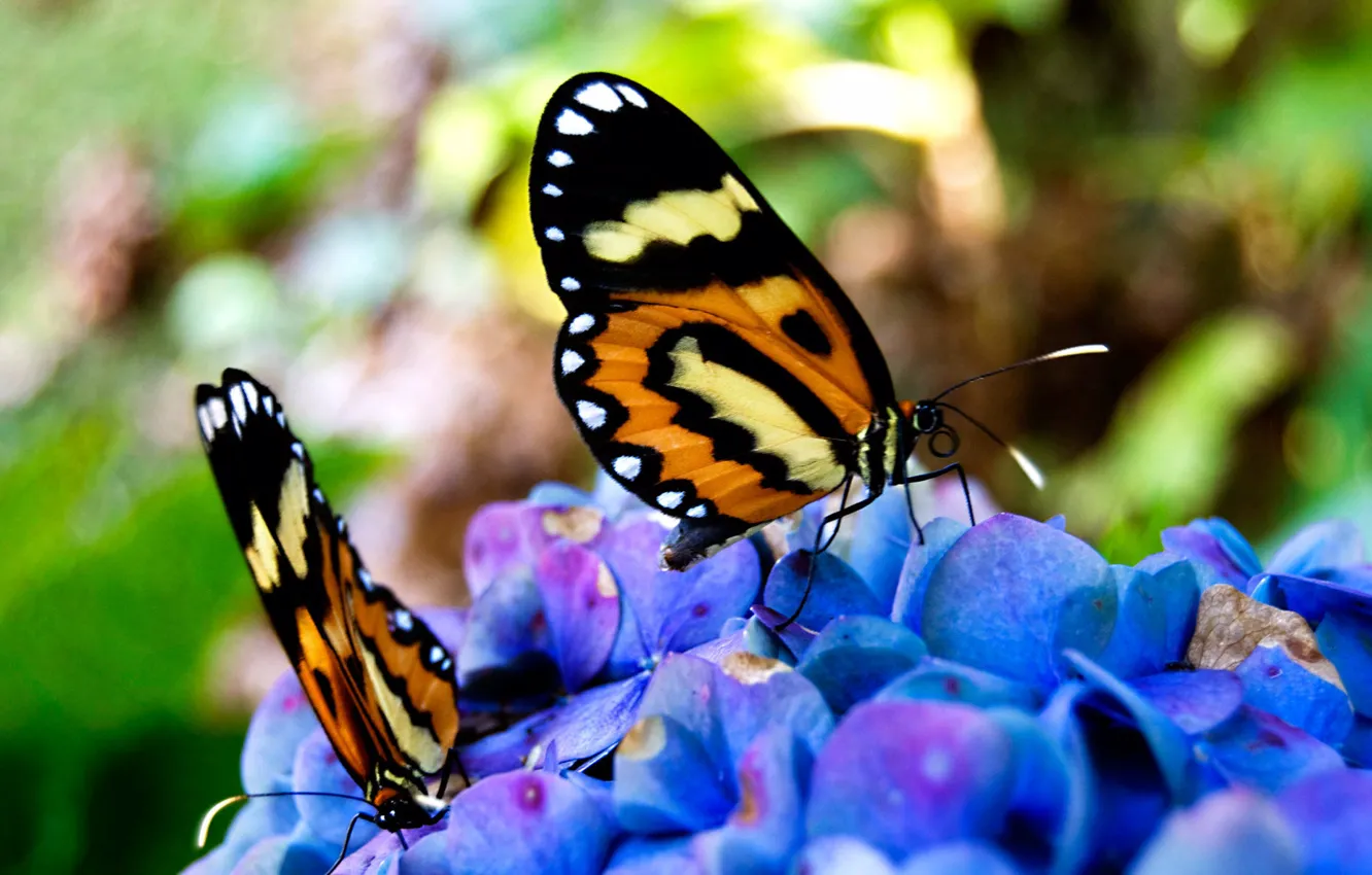 Фото обои бабочки, красивые, сидят, на цветах