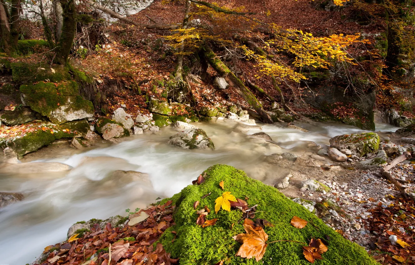 Фото обои осень, листья, природа, река