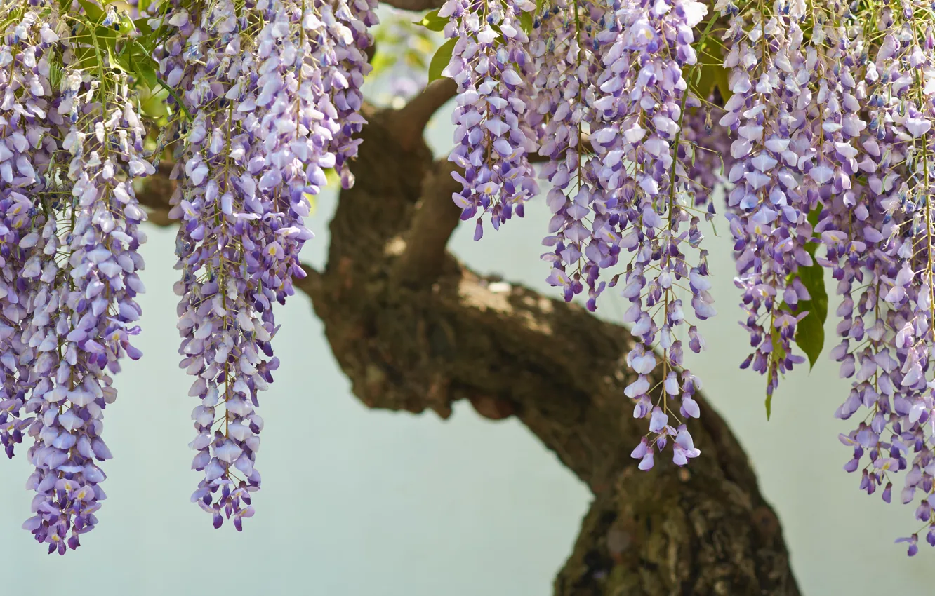 Фото обои бонсай, глициния, вистерия