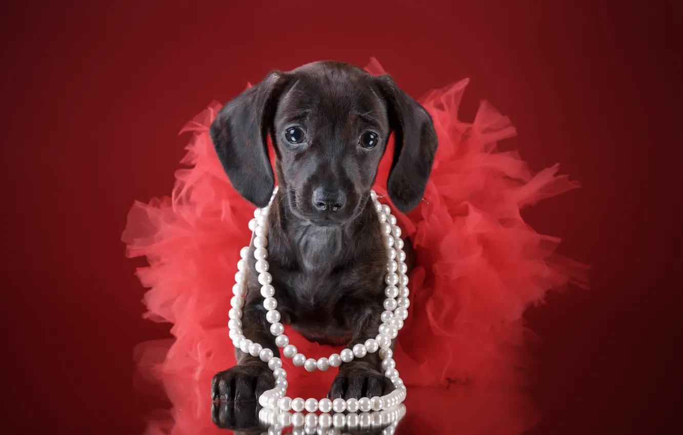 Фото обои юбка, девочка, щенок, бусы, такса