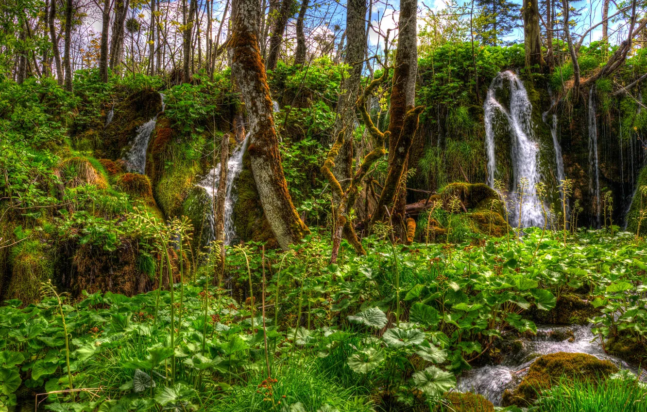 Фото обои зелень, лес, трава, деревья, ручей, водопад, мох, HDR