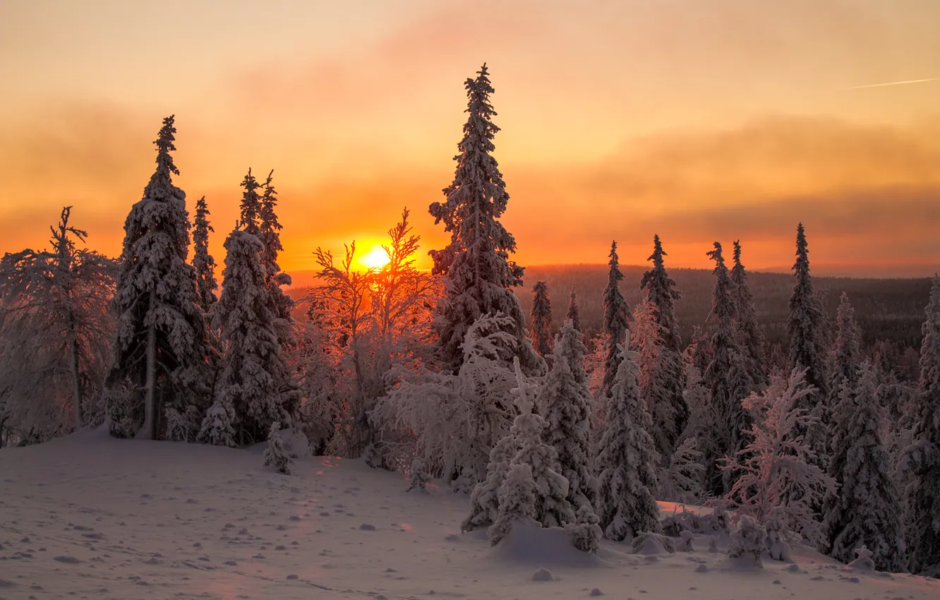 Фото обои зима, небо, солнце, облака, снег, деревья, закат, ель