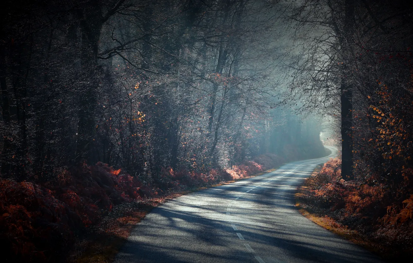 Фото обои дорога, лес, природа