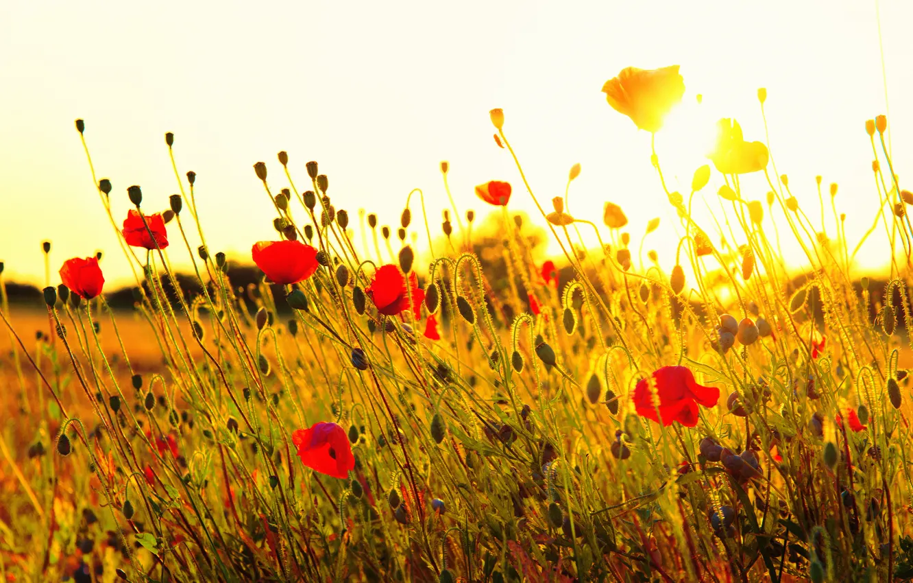 Фото обои поле, трава, солнце, закат, цветы, природа, маки, красные