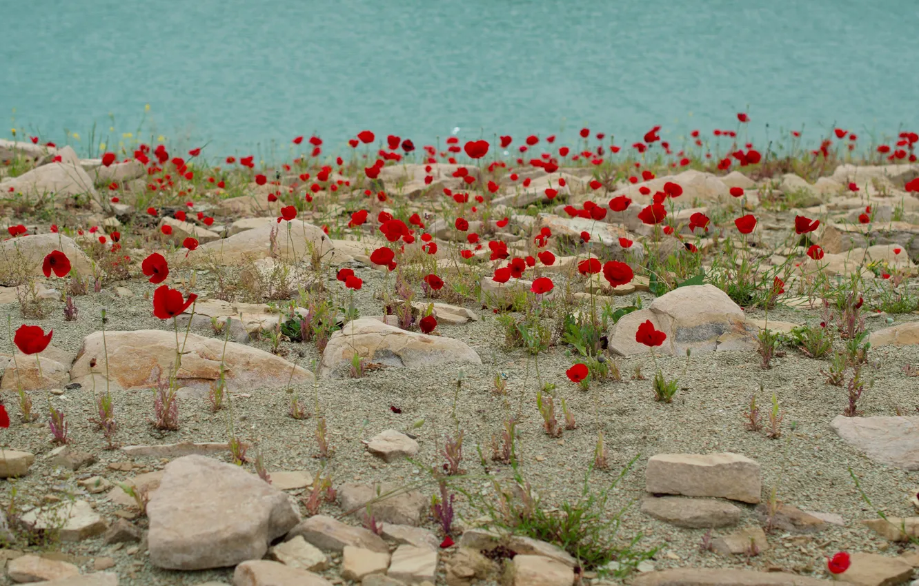 Фото обои цветы, камни, берег, маки, красные, водоем