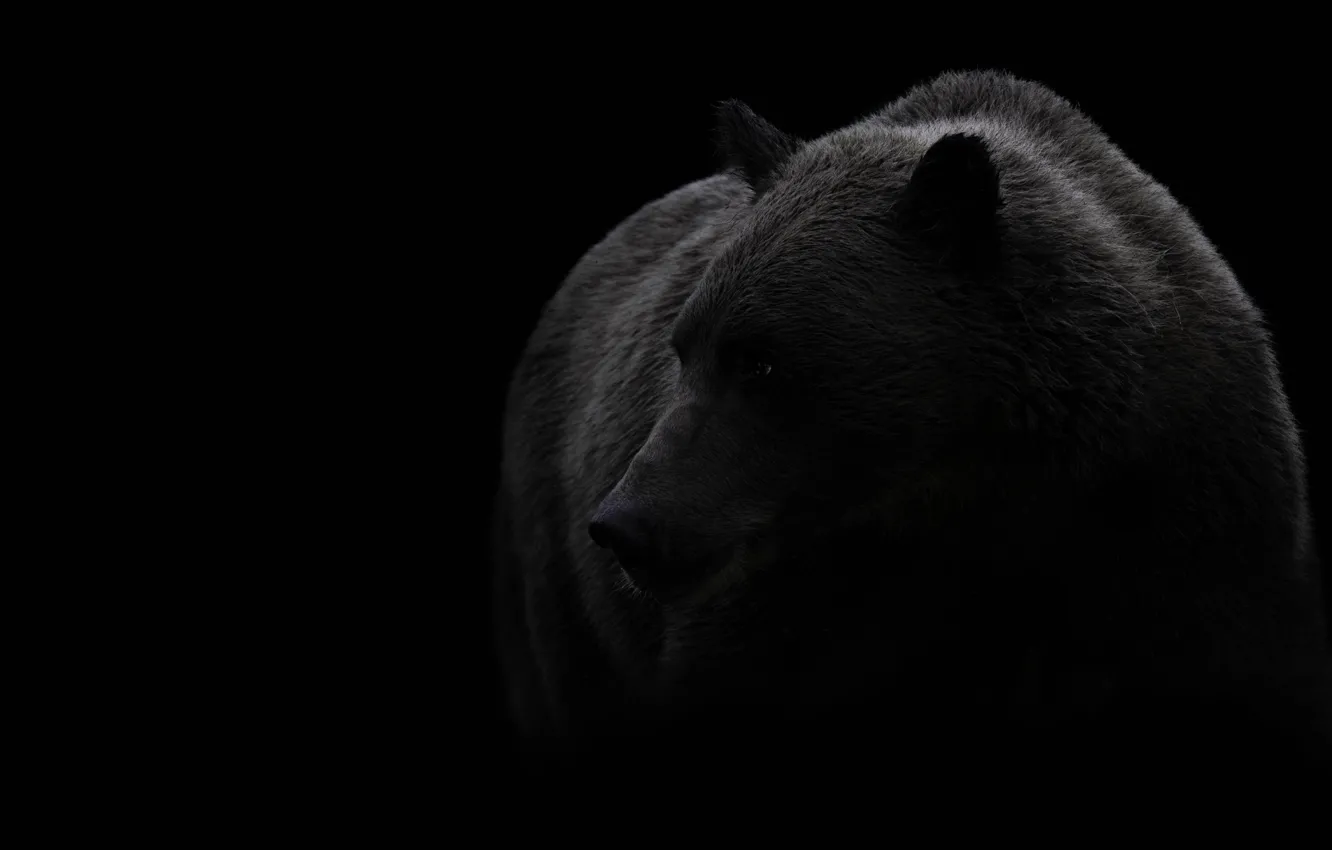 Фото обои взгляд, морда, портрет, медведь, черный фон, бурый