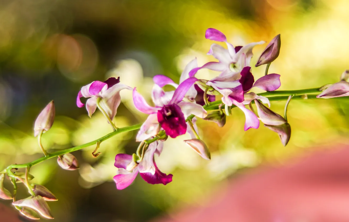 Фото обои макро, цветы, размытость, орхидеи, разноцветные, обои от lolita777