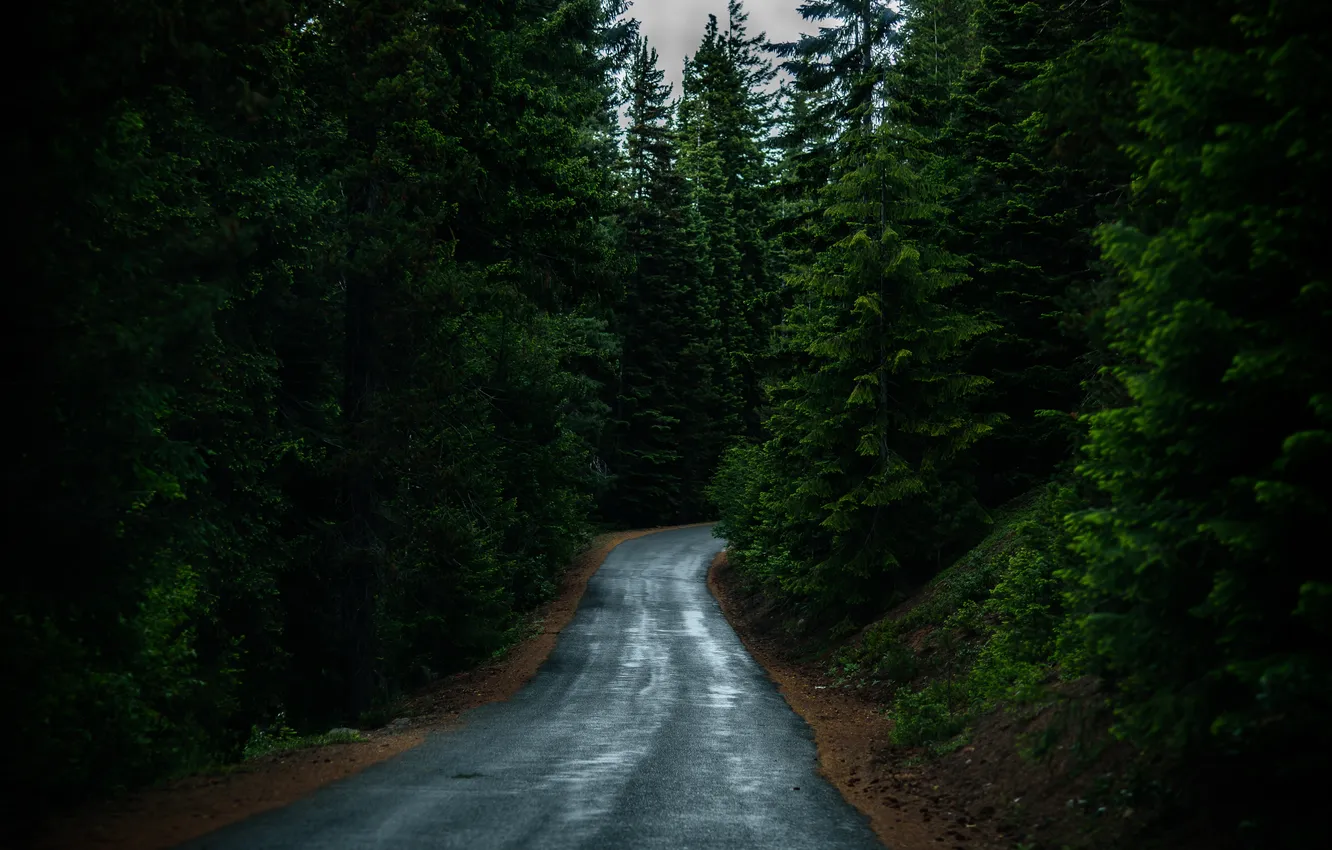 Фото обои дорога, лес, деревья, пейзаж, природа, растения, forest, road