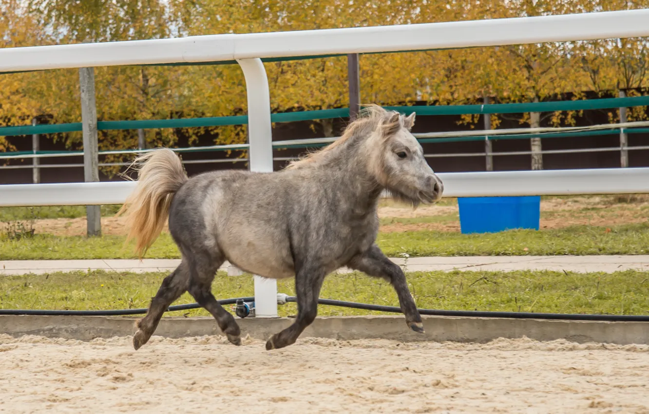 Фото обои лошади, пони, кони horses