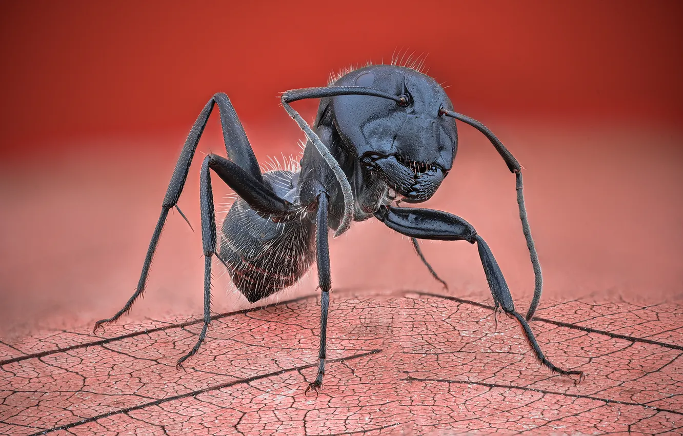 Фото обои black, legs, ant