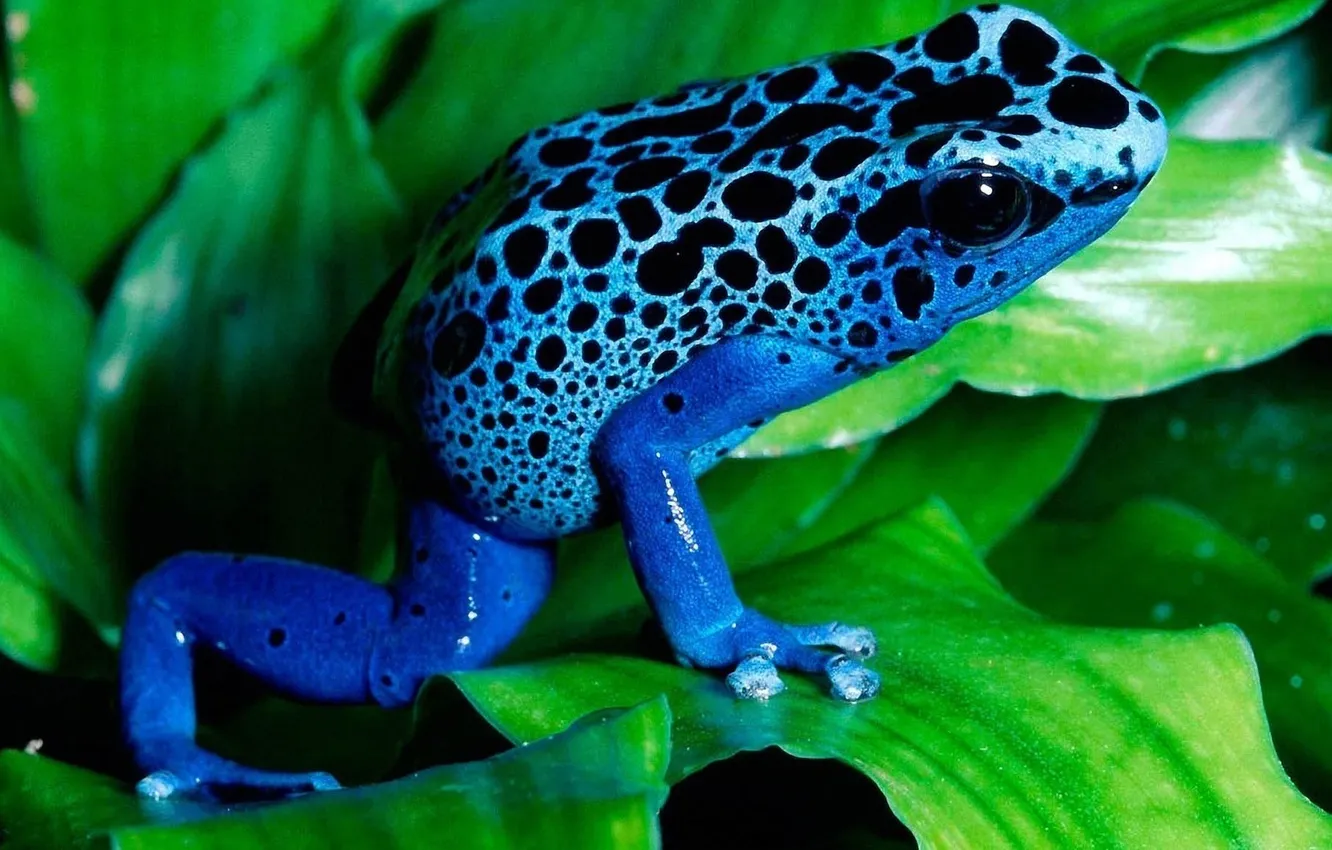 Фото обои лист, лягушка, экзотика, жаба, frog, blue, голубая