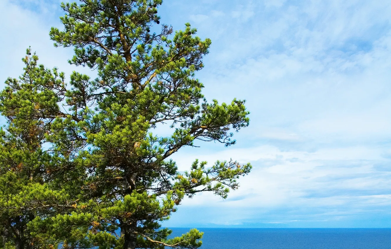 Фото обои море, небо, дерево, берег, горизонт