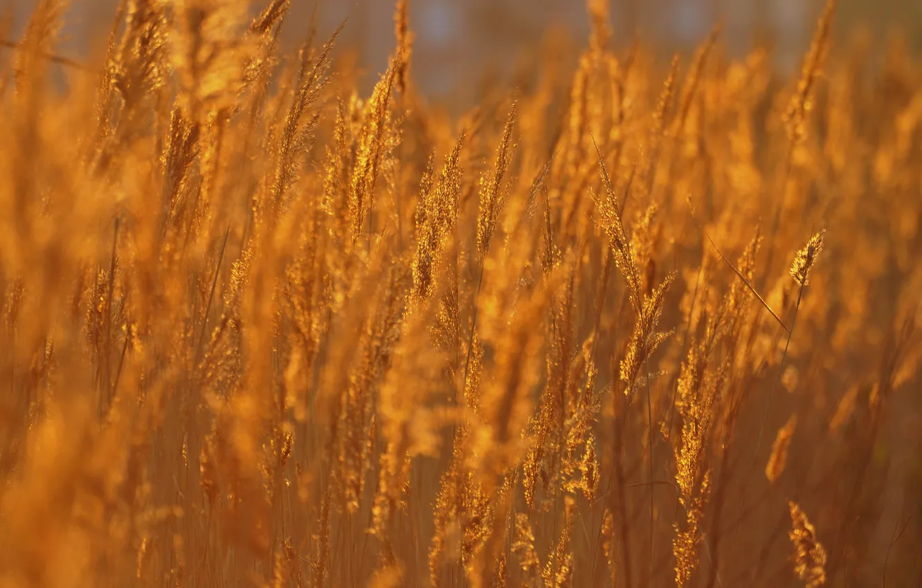 Фото обои поле, осень, трава