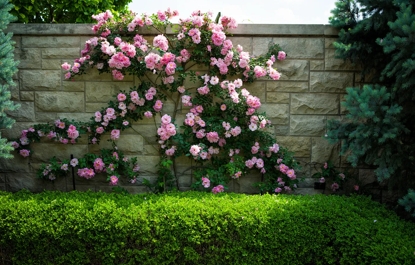 Фото обои цветы, стена, розы, кусты