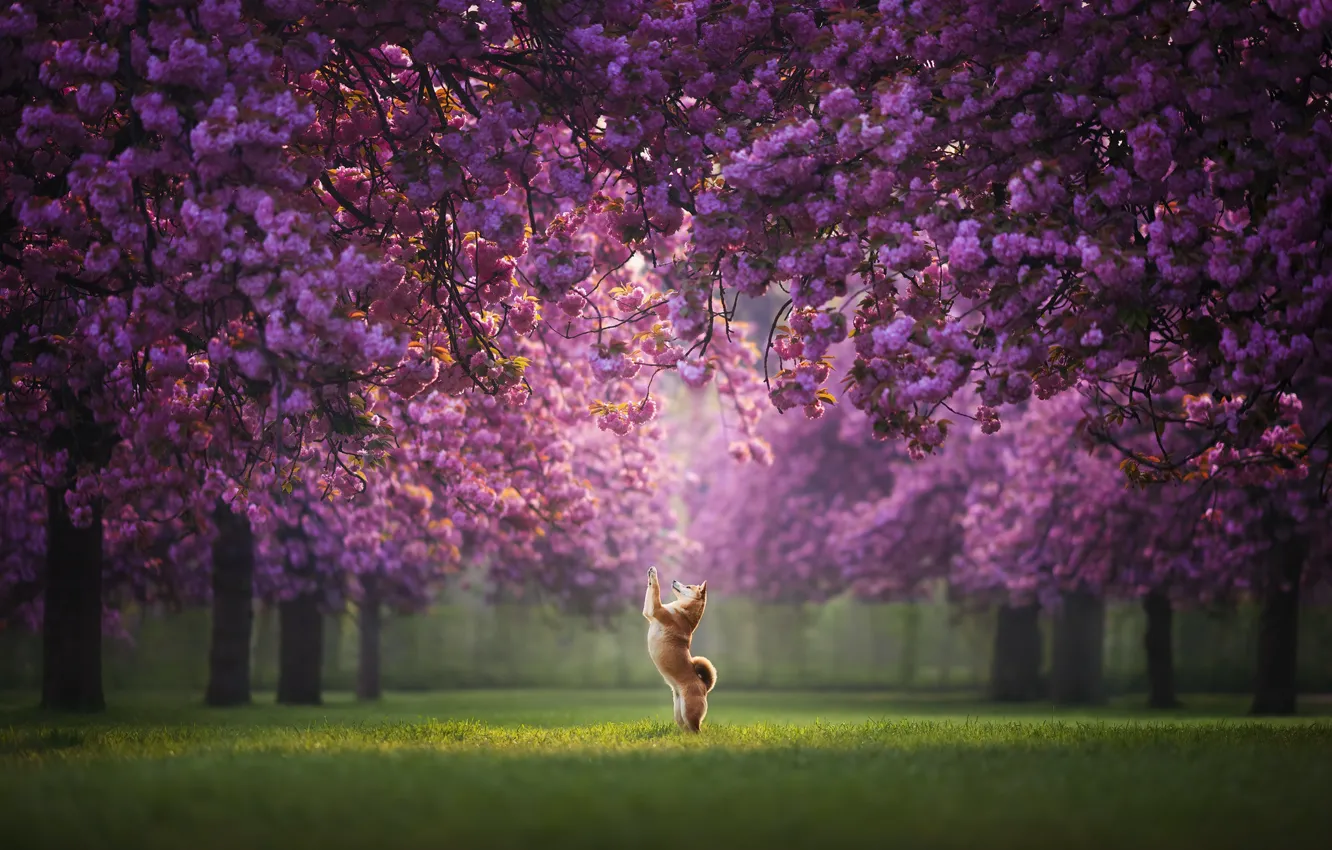 Фото обои деревья, парк, собака, весна, сакура, цветение, стойка, Сиба-ину