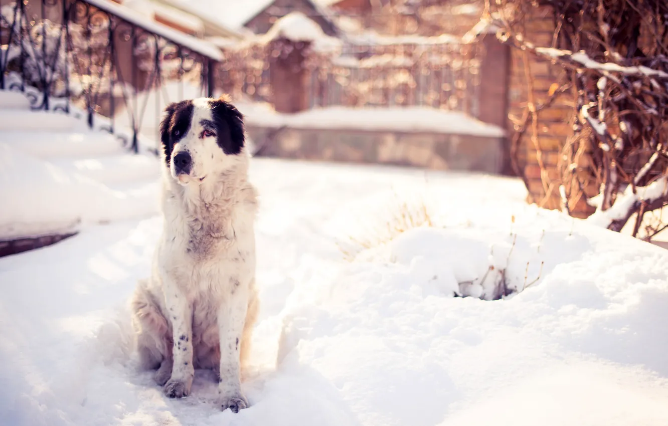 Фото обои зима, снег, природа, собака, двор