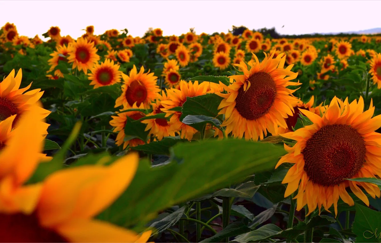 Фото обои Поле, Подсолнухи, Field, Sunflowers