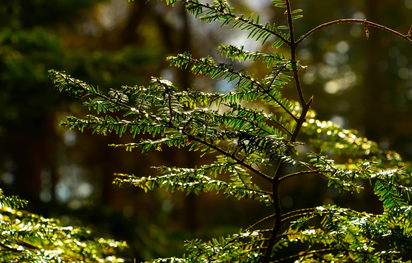 Фото обои green, forest, tree, leaf