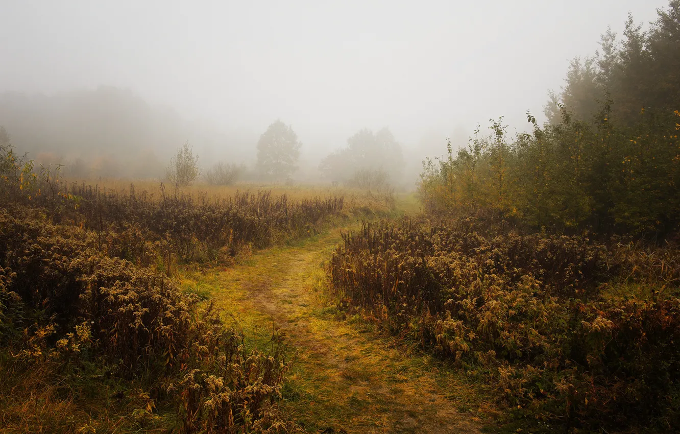Фото обои осень, туман, утро