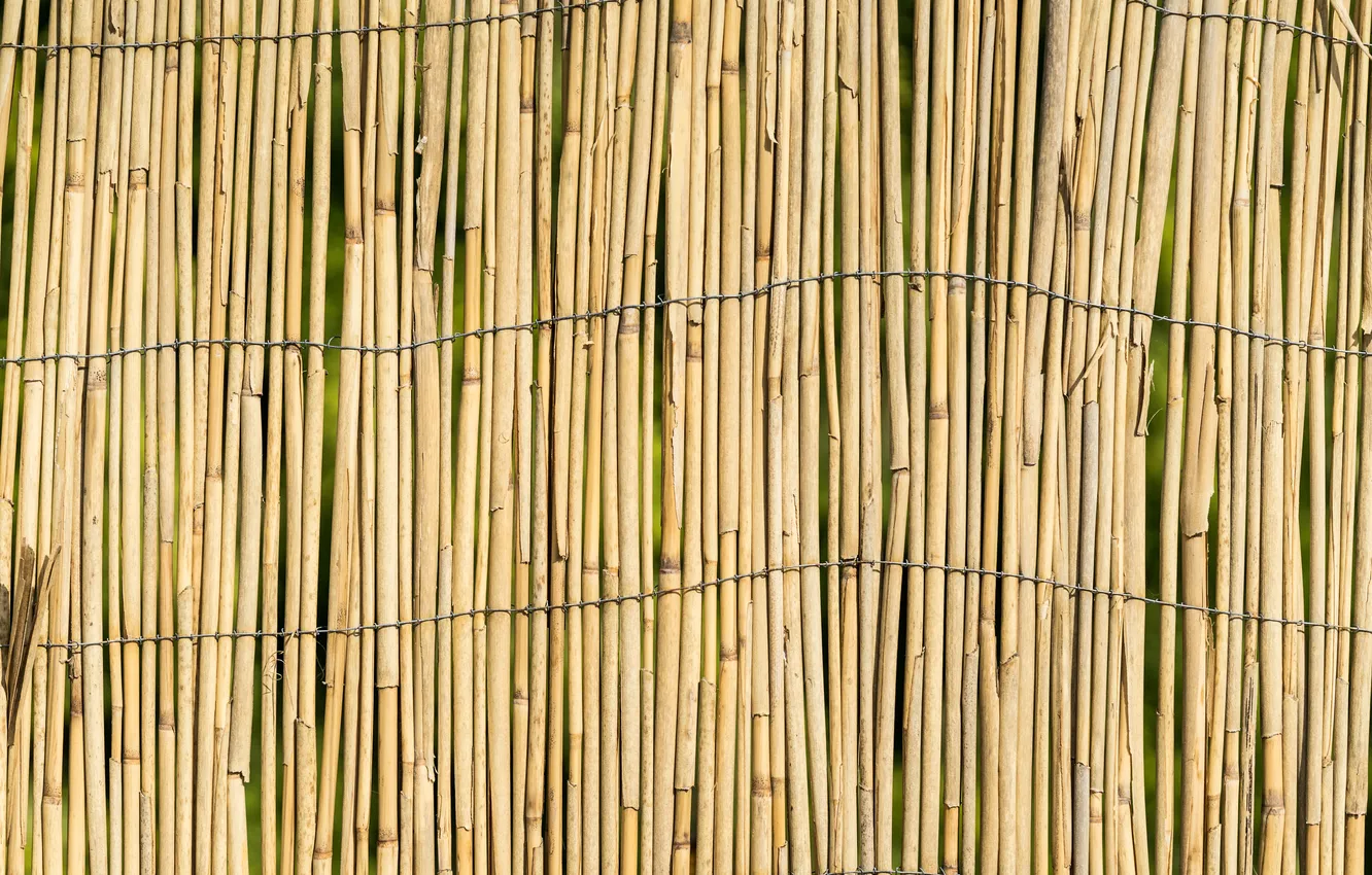 Фото обои wall, bamboo, wires
